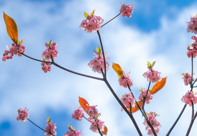 Sự kiện Bà Nà Hills 1