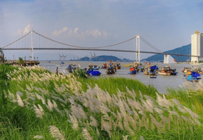 Mùa cỏ lau Đà Nẵng: Bản tình ca dịu dàng chân cầu Thuận Phước